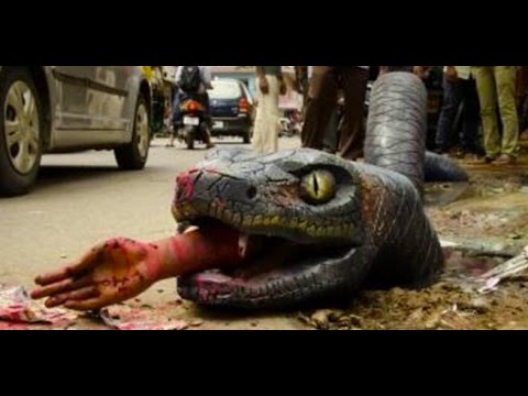 GIANT SNAKE EATS MAN 2016