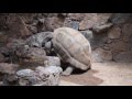 turtles having sex - gran canaria