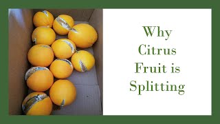 Why Does Citrus Fruit Split