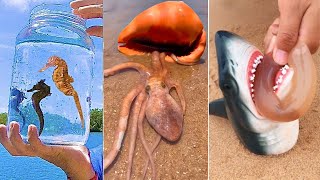 Seafood Catching in Sea  Fishermen Catch Sharks, Octopuses and many Strange Sea Creatures #2