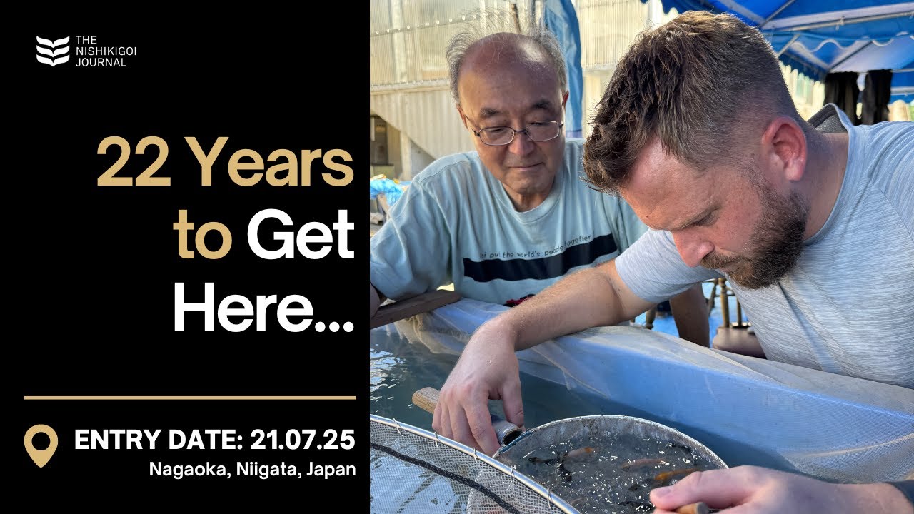 I Bred These Showa in Japan… Now It’s Time to Select Them | T.N.J. | EP#101