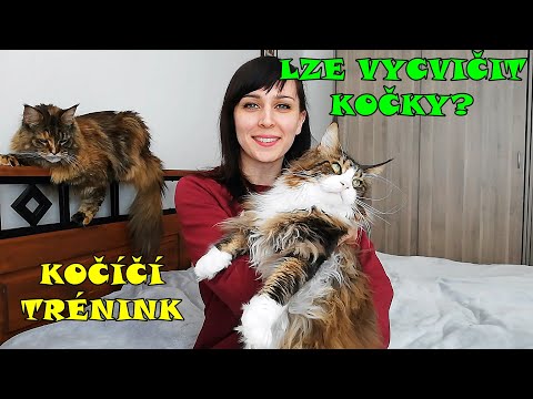 Video: Funkce Péče O Mainské Mývalí Kočky