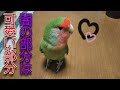 コザクラインコの可愛いところと闇の部分