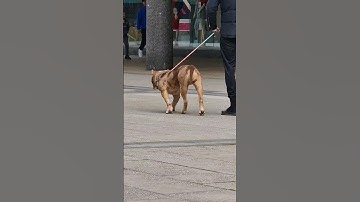 The Dog & the musician #busking #busker #basildon #london