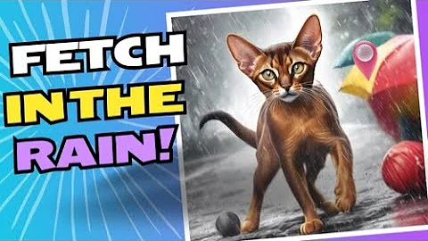 Video 7151361: abyssinian cat playing, adorable abyssinian, cat playing fetch, cat water, cat enjoying