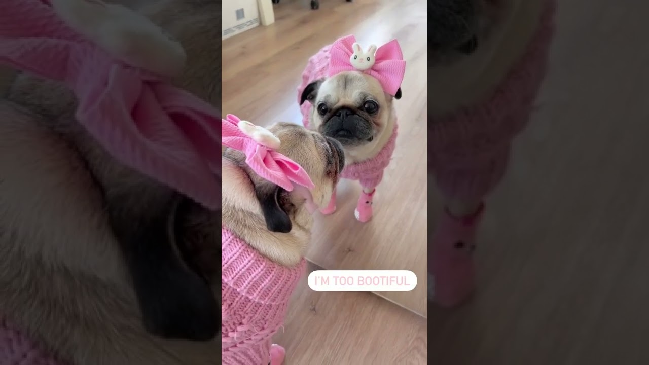 Oh Wow! I m too Bootiful 😂🥰 