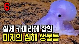실제 카메라에 잡힌 미지의 심해 생물들 6가지