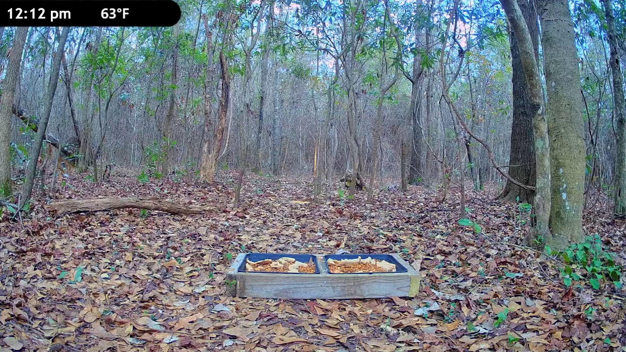 Wildlife Live Cam - Critter Cam