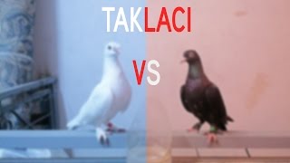 Taklacı Güvercinler Takla Kapışması (Odada).mp3 Taklacı Güvercinler Takla Kapışması (Odada).mp3