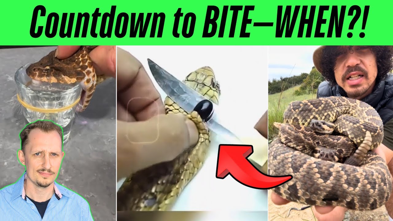 Zoologist Reacts to WILD Venomous Snake TikToks!