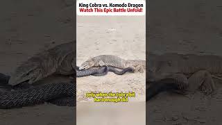 King Cobra Vs Komodo Dragon Watch This Epic Battle Unfold kingcobra komododragon