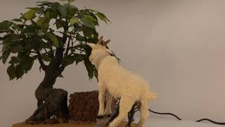 White goat eating series 30 cm in motion video