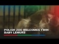 Polish zoo welcomes twin baby lemurs