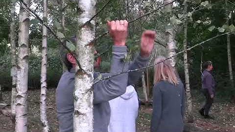 A Gathering With Young Birch Trees (Trailer) - Johannes Zits