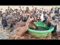 बतख पालन से भी अच्छा मुनाफा कमा सकते है | Duck Farming in India | Duck Farm | Bipin Shingh