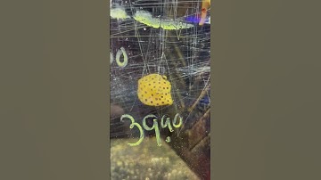 Is this the cutest fish ever??