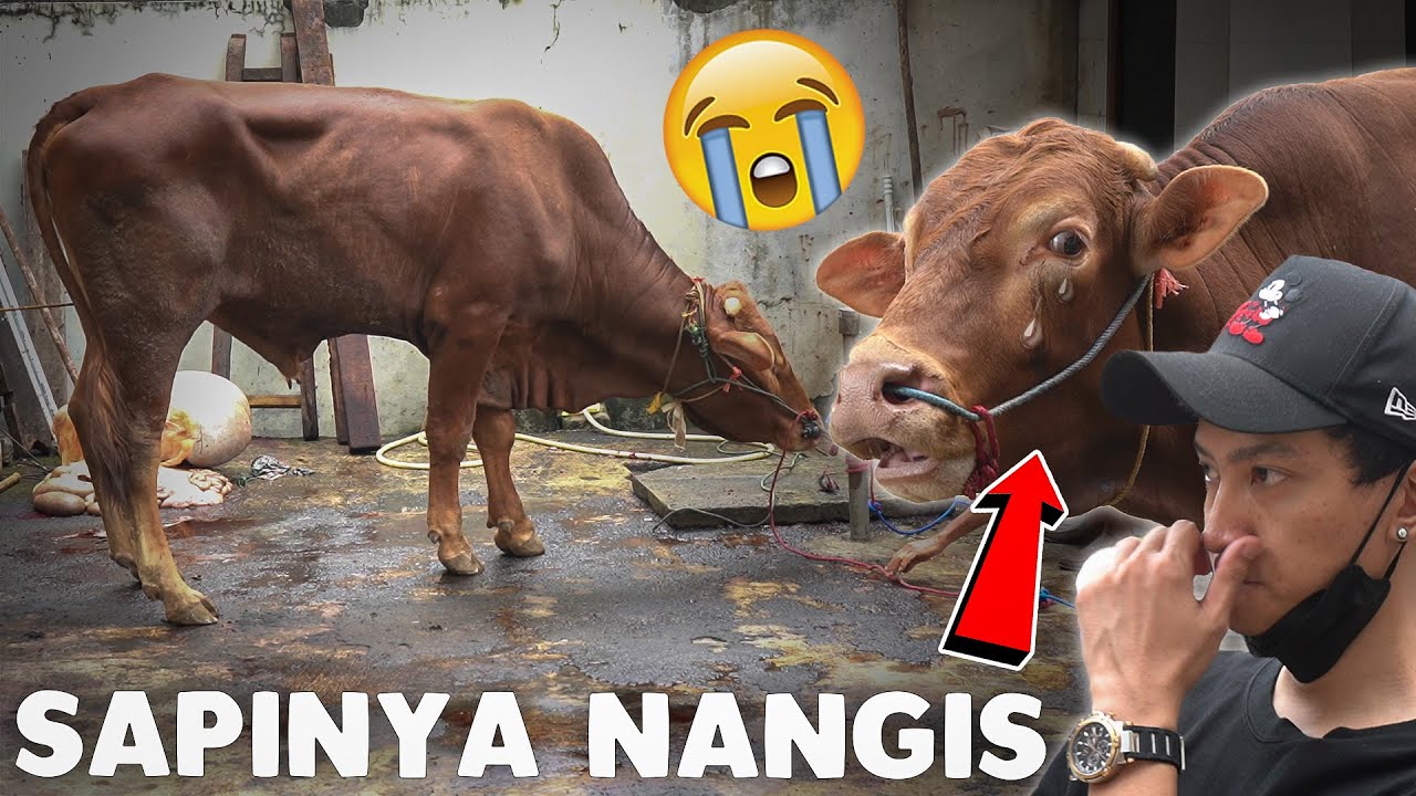 AKHIRNYA BISA QURBAN SAPI LAGI... - YouTube