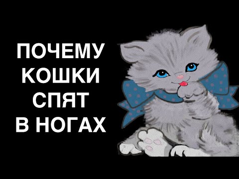 Почему кошки спят в ногах у человека?