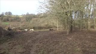 Gascons Saintongeois Des Gorges De Conomor - La Relève Pour La Saison 20212022