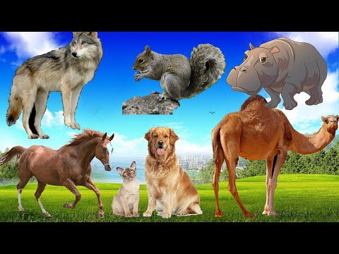 Farm Animals Cute and Funny Moments Wildlife Adventure in Africa @animal30min