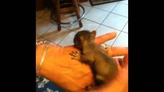 Nellie Girl Belly Rub