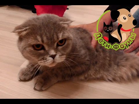 Video: Кошка Бүргөлөрү жөнүндө Баардыгы - Ctenocephalides Felis