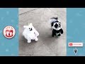Tik Tok Pets 🤣 Funniest 😻 Cats and 🐶 Dogs - Awesome Funny Pet Animals Video 2019