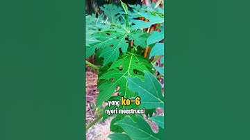 7 Penyakit Yang Bisa Di Obati Dengan Daun Pepaya ... 😱⁉️#tips #tipsdantricks #tipssehat #infosehat
