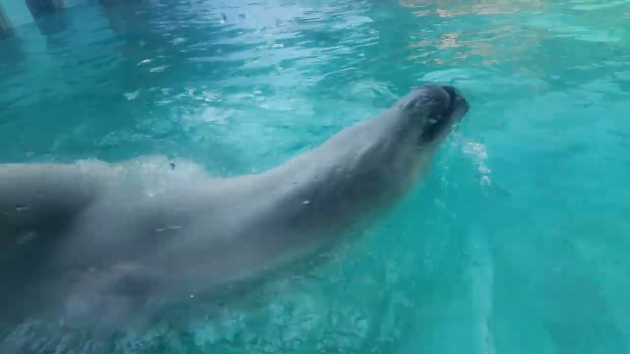 ゆめちゃんのおやつタイムとその後… 泳ぎで魅了します… 健康第一とか… 王子動物園のホッキョクグマ2026年1月17日 13時40分〜14時10分