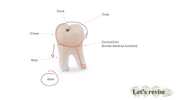 Revise   Tooth Morphology