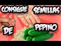 Como Conseguir Semilla De : Pepino || Semillas Organicas || La Huertina De Toni