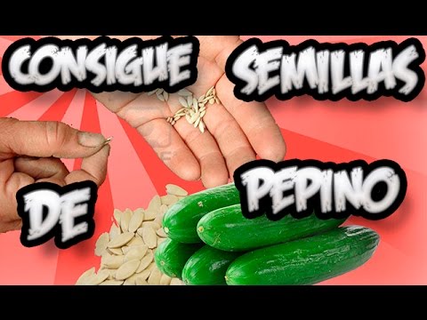 Video: Semillas De Pepino: ¿que Necesitas Saber?