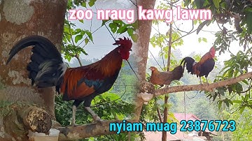 Saib qaib dib ua si ob hnub no khav kawg lawm