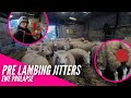 PRE LAMBING JITTERS | EWE PROLAPSE