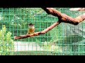 Perilaku Burung Dalam Kandang Waktu Pagi, Bird Aviary Part 3