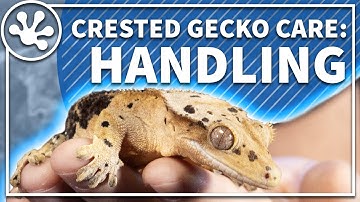 Crested Gecko Care Guide: Handling your Gecko and Crestie Body Language