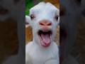 #goat🥰😍