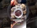 اغرب طريقه لعلاج كسر صدفة سلحفاة اكسبلور حيوانات Tortoise Turtle Animals Natgeo 
