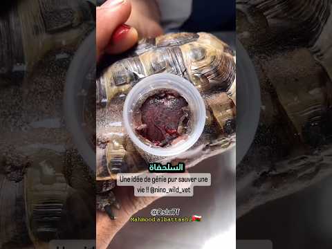 اغرب طريقه لعلاج كسر صدفة سلحفاة اكسبلور حيوانات    