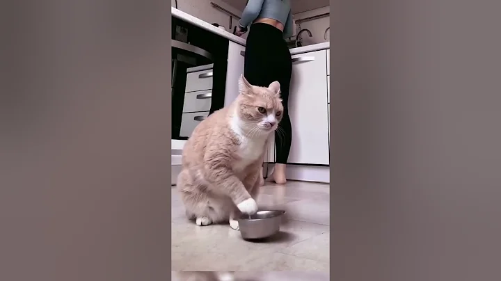 when cats are comedians#cat   #funny #dog #shorts #pets #viral #video #cute