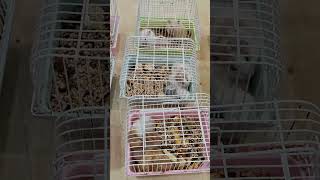 #indorehamster #hamsterlove #hamsterlife #hamstersofinstagram #cutepets #cutepet #petlover