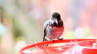 Anna's Hummingbird enjoys nectar at my house by Sharmin Ritterson 88 views 4 months ago 1 minute, 30 seconds