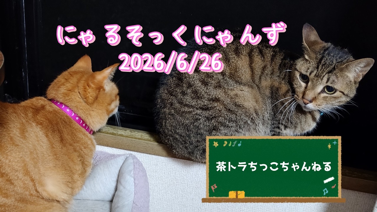 にゃるそっくにゃんず＃cat＃cute＃cutecat＃बिल्ली＃Gatto