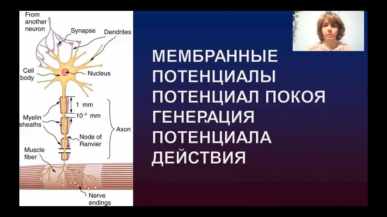 БФ - Мембранные потенциалы