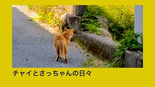 茶トラ猫のチャイとグレー猫のさっちゃんの日々・・・