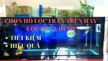 Nuôi cá rồng: Chọn hồ cho người mới bắt đầu l Thế Nam