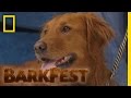 Top 5: Service Dogs | BarkFest