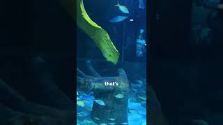 We dont know how eels reproduce