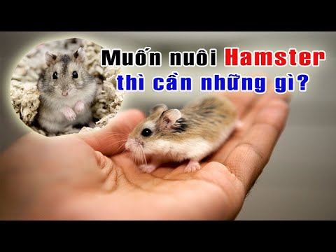Qua thăm Misthy & Tony, chia sẽ kinh nghiệm nuôi Hamster