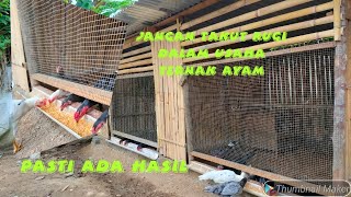 inspirasi kandang indukan ayam kampung sederhana || kapasitas 5 sampai 6 ekor per Patak.